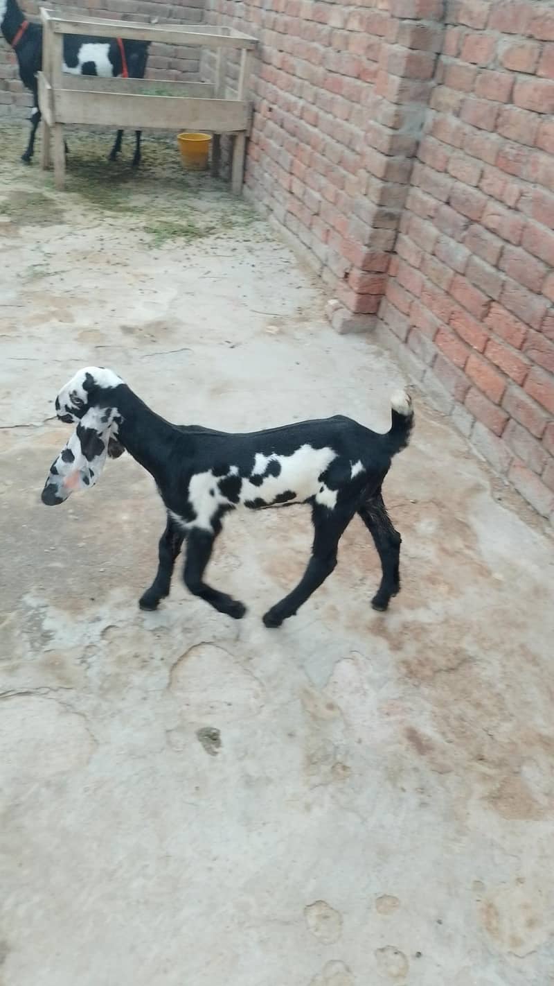 بچوں والی بکری 8