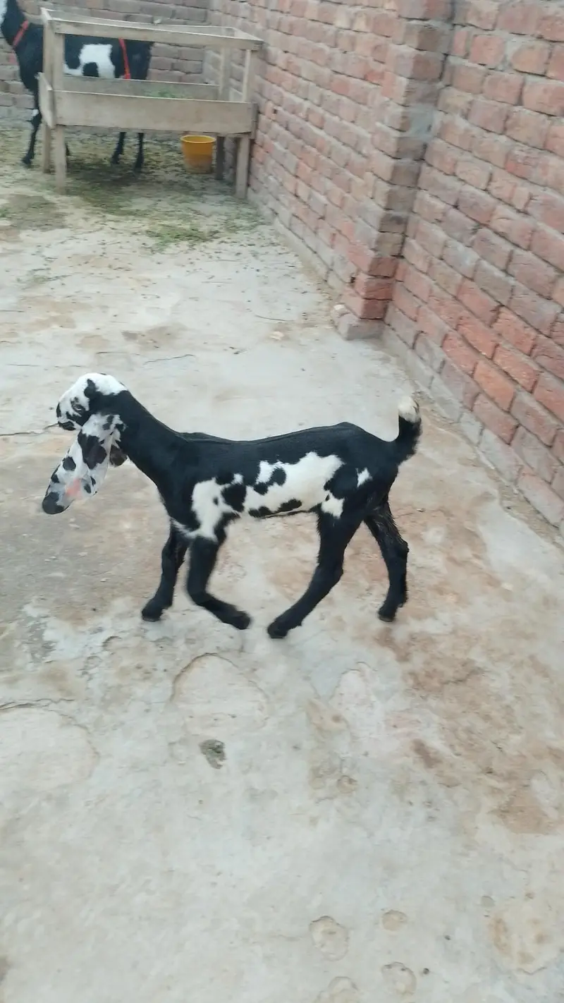بچوں والی بکری — photo 9