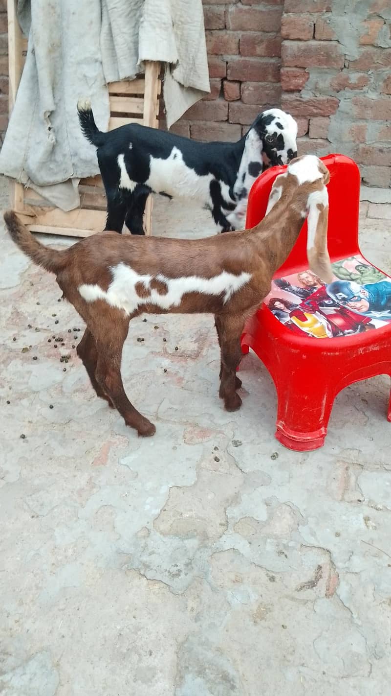 بچوں والی بکری 9