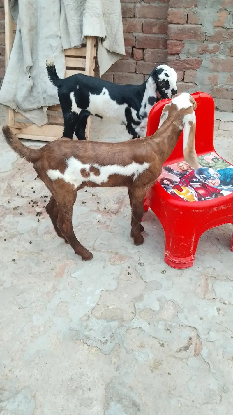 بچوں والی بکری — photo 10