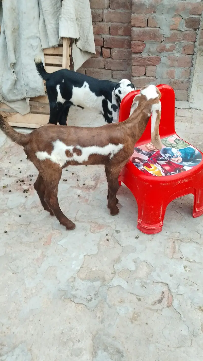 بچوں والی بکری — photo 11