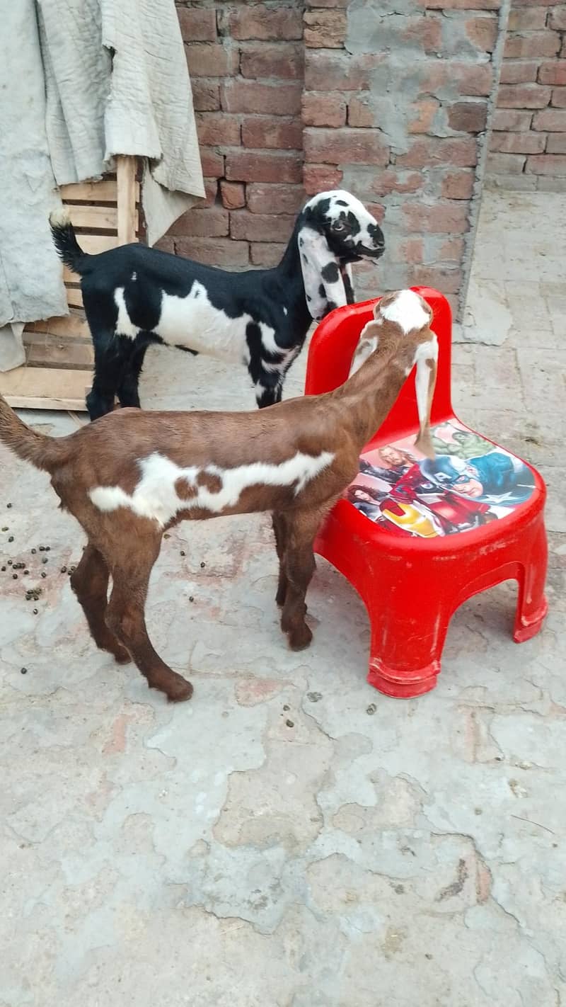 بچوں والی بکری 11