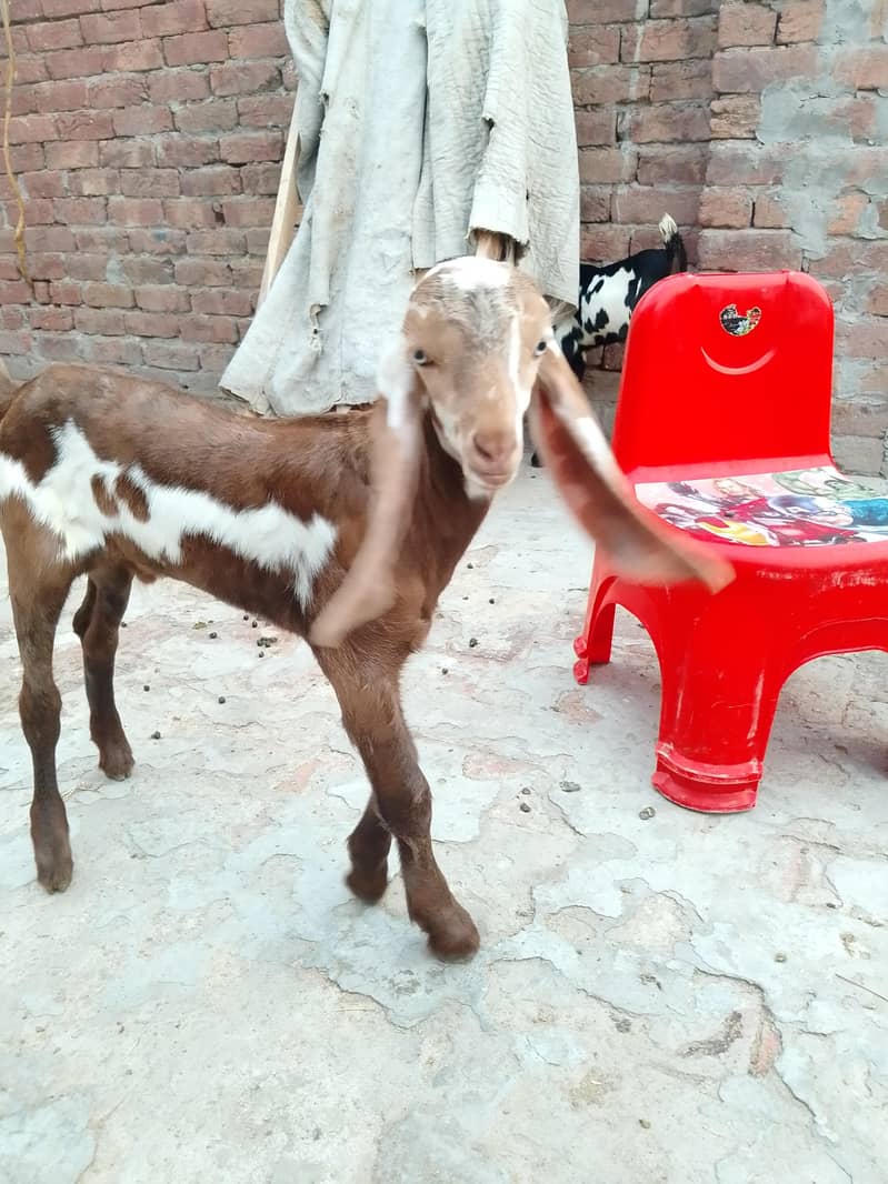 بچوں والی بکری 12