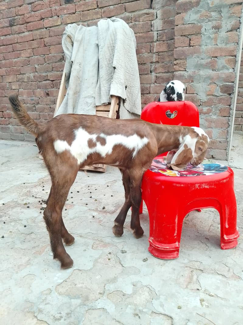 بچوں والی بکری 13