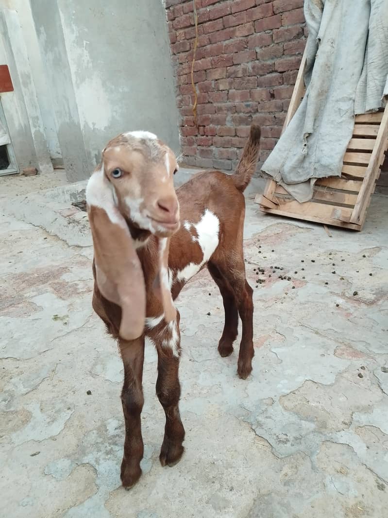 بچوں والی بکری 14