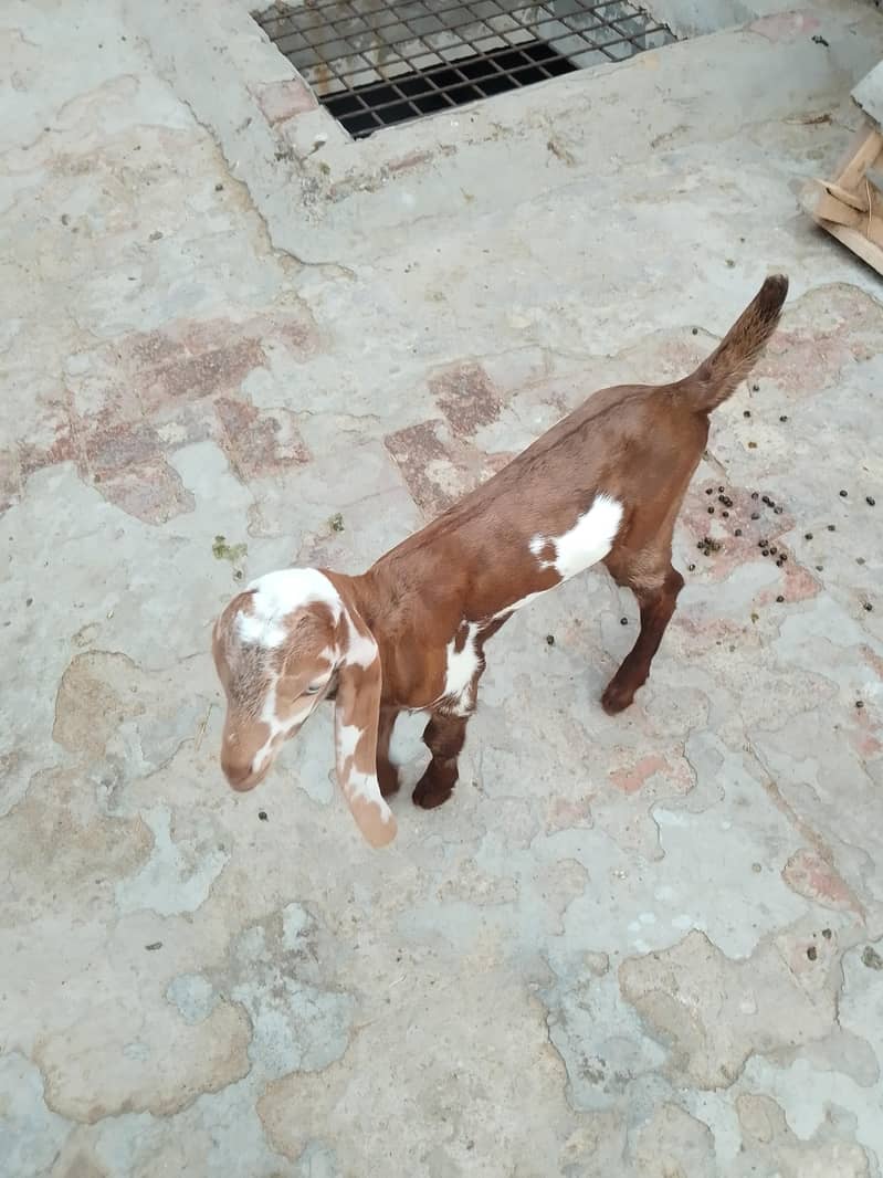 بچوں والی بکری 15