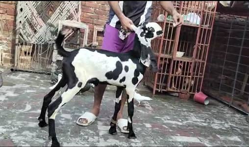 Beetle Kala Dabba Male kid #03274116585