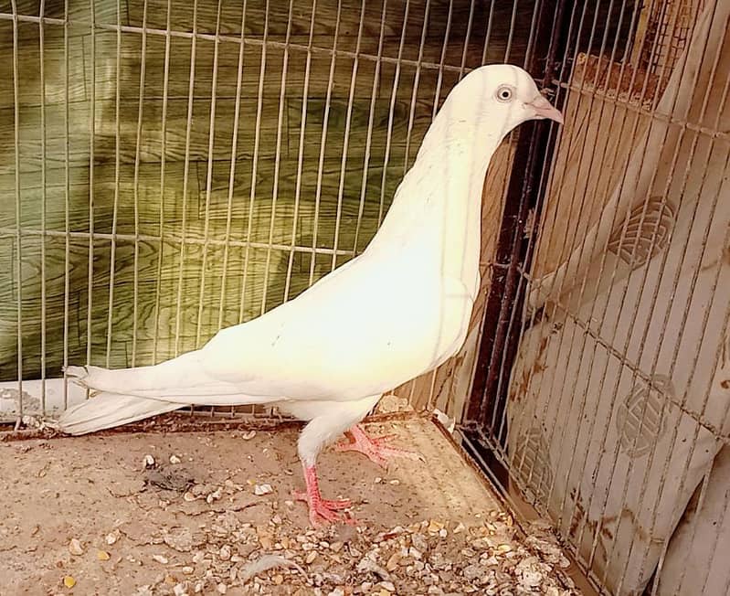 Pigeons 3