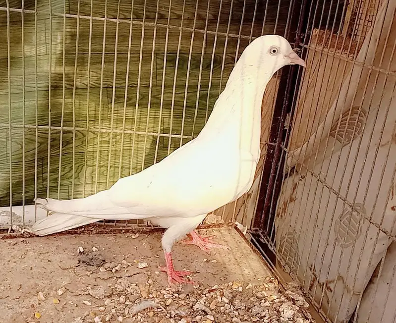 Pigeons — photo 4