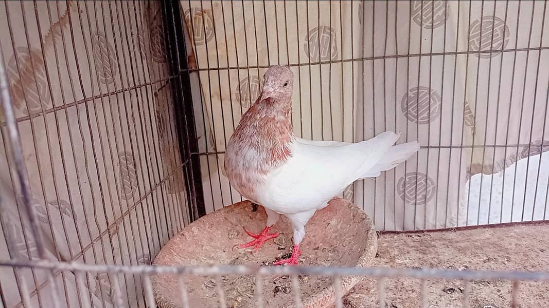 Pigeons 4