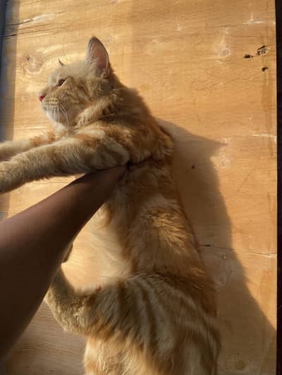 Persian cat kitten sell friendly