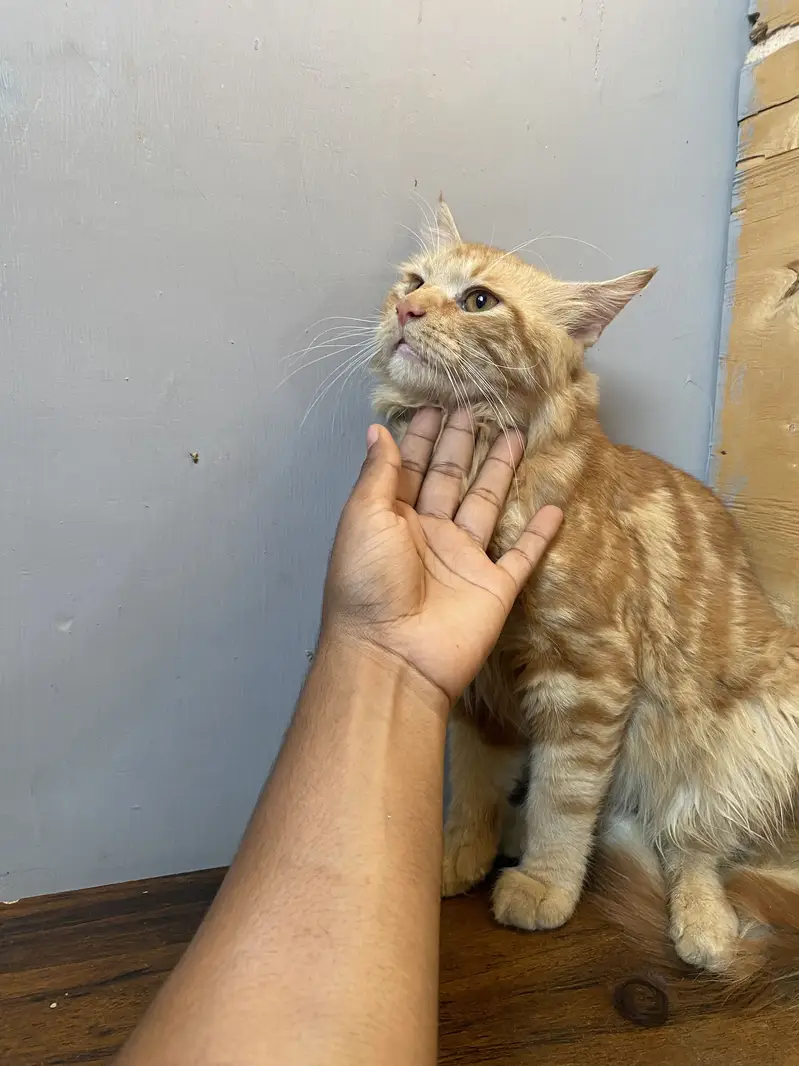 Persian cat kitten sell friendly — photo 2