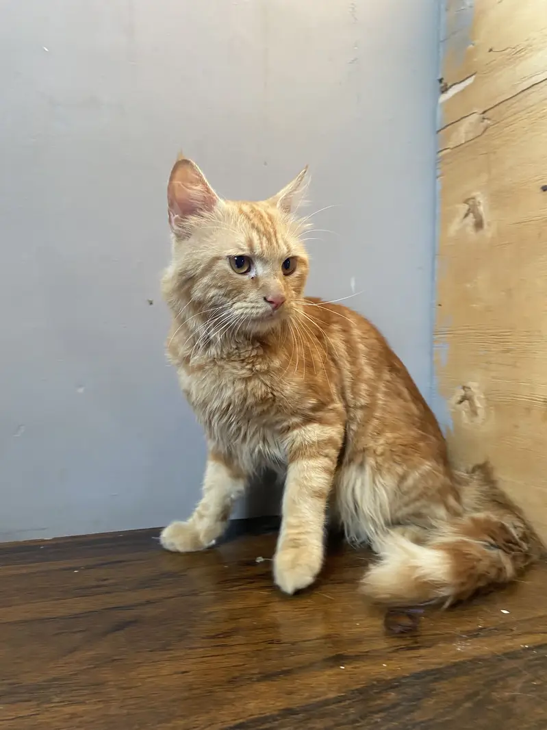 Persian cat kitten sell friendly — photo 3