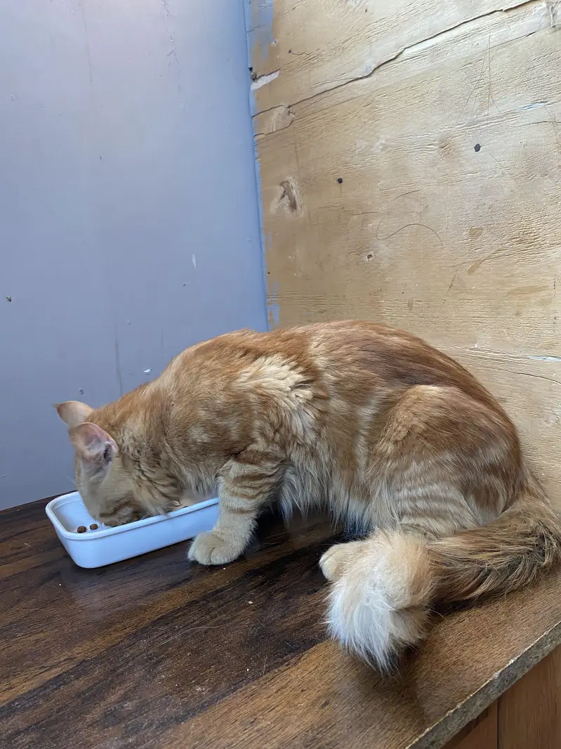 Persian cat kitten sell friendly — photo 4