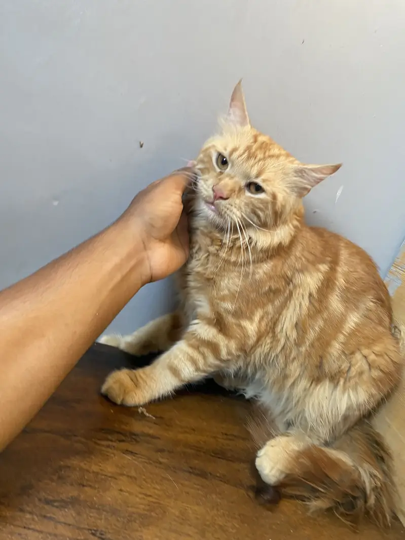Persian cat kitten sell friendly — photo 5