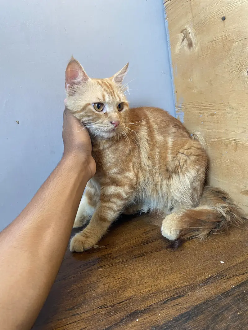 Persian cat kitten sell friendly — photo 6
