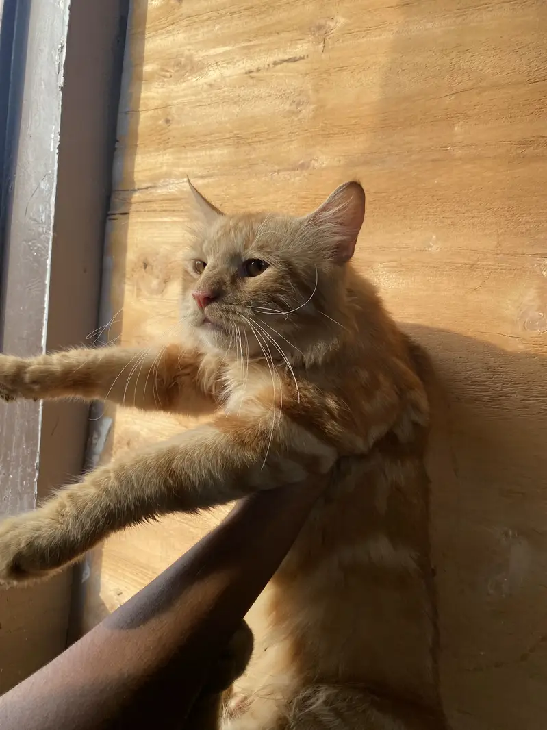 Persian cat kitten sell friendly — photo 7