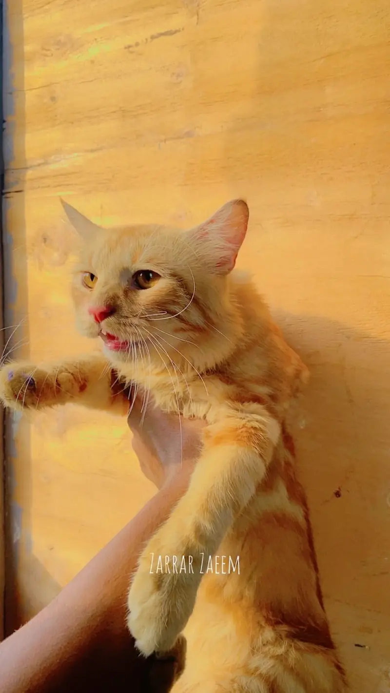 Persian cat kitten sell friendly — photo 8