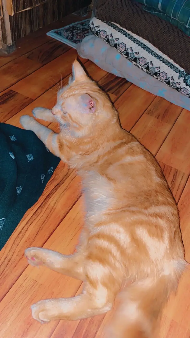 Persian cat kitten sell friendly — photo 9