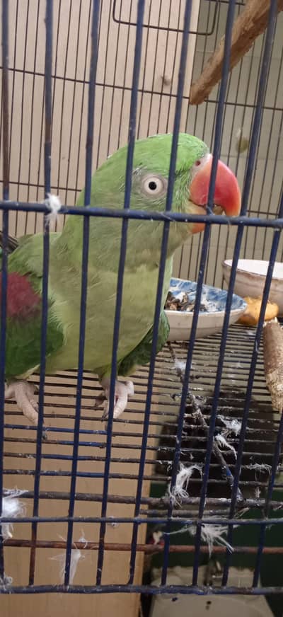 Female Raw Parrot 2 Years Healthy and Active