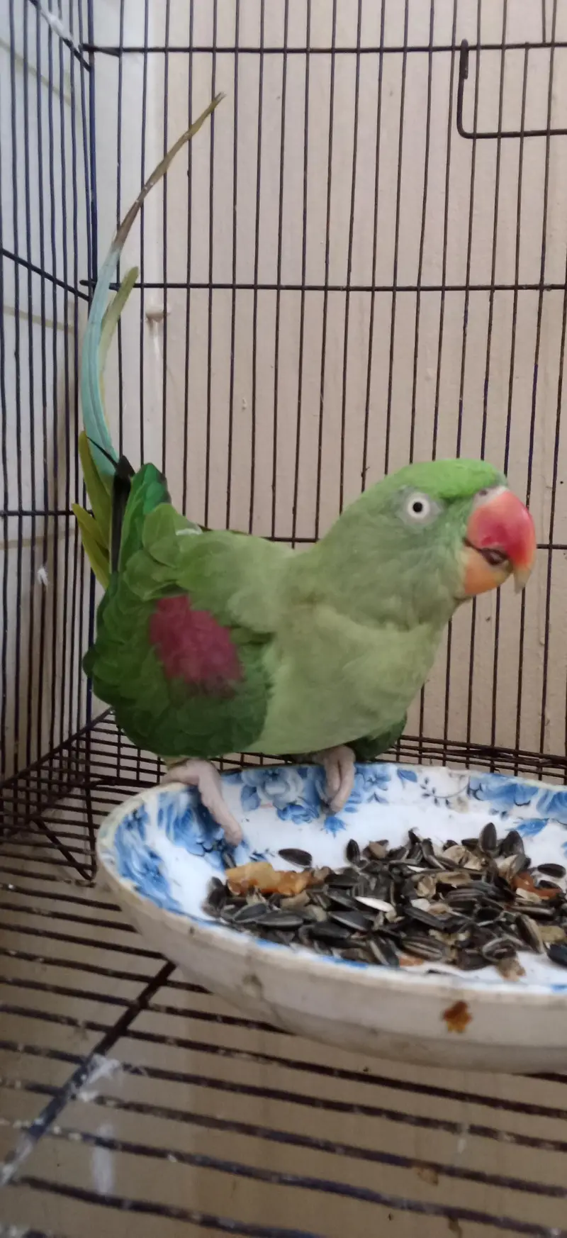Female Raw Parrot 2 Years Healthy and Active — photo 3