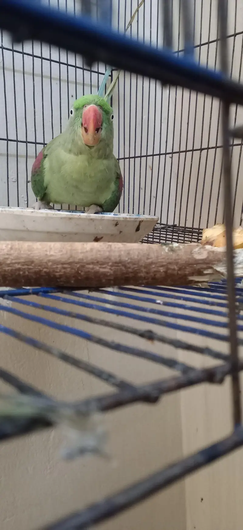 Female Raw Parrot 2 Years Healthy and Active — photo 4
