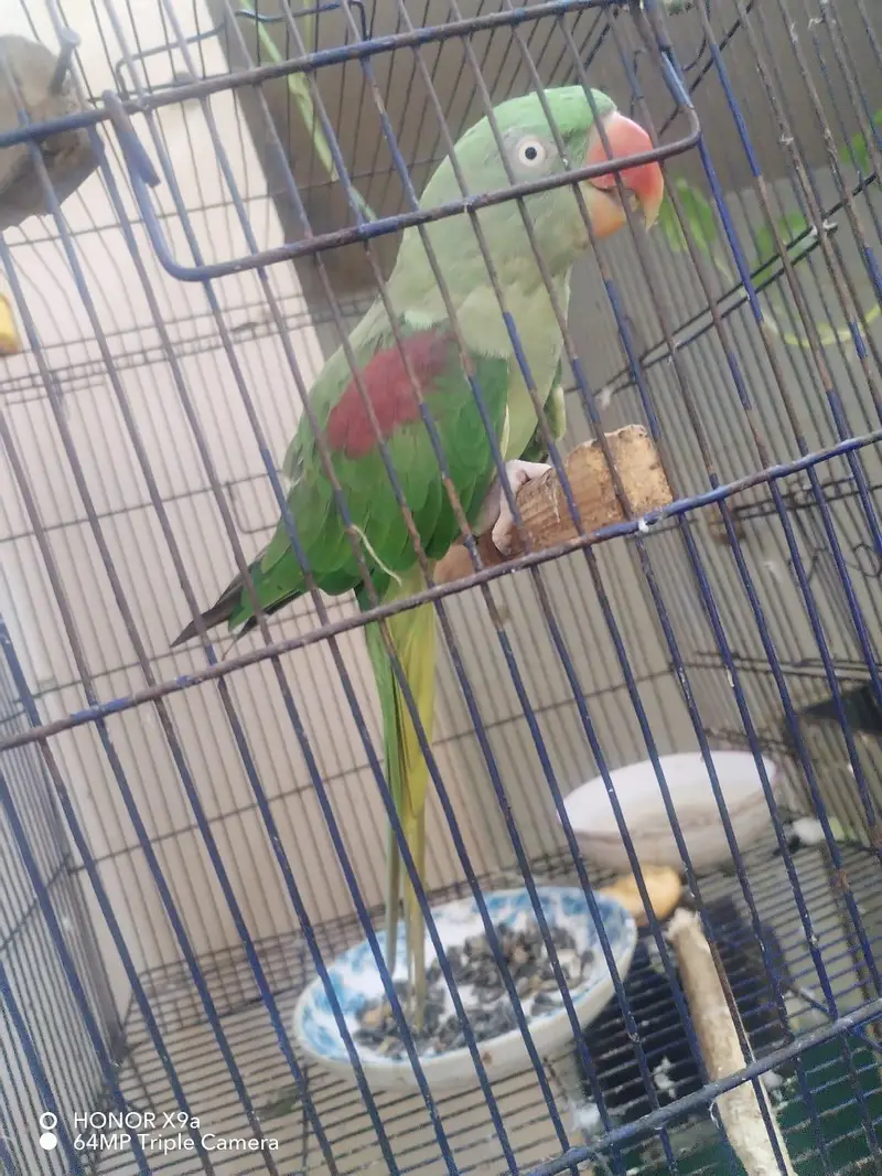Female Raw Parrot 2 Years Healthy and Active — photo 5