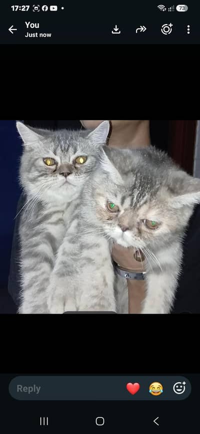 British cat pair friendly cat