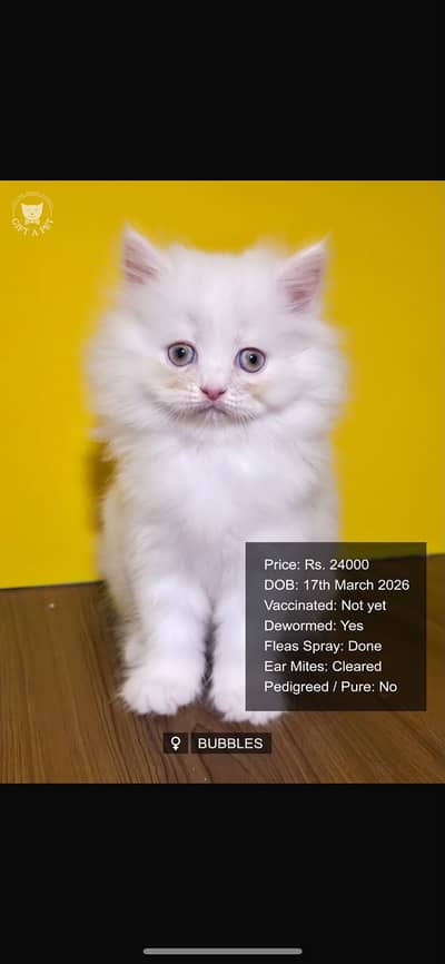 Persian cat