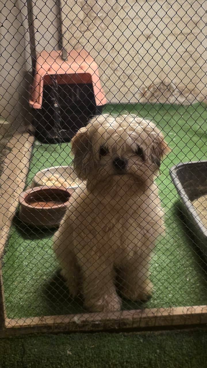 Shitzu 1