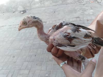 paver aseel mianwali