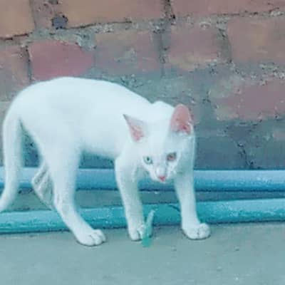 cats sal