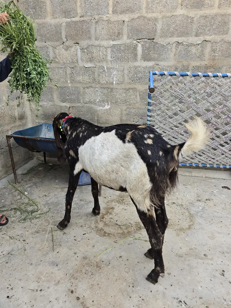Kamore Gabban Tayar barrier hai 03152434020 — photo 2