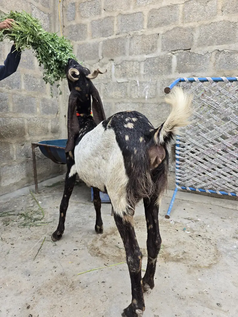 Kamore Gabban Tayar barrier hai 03152434020 — photo 3
