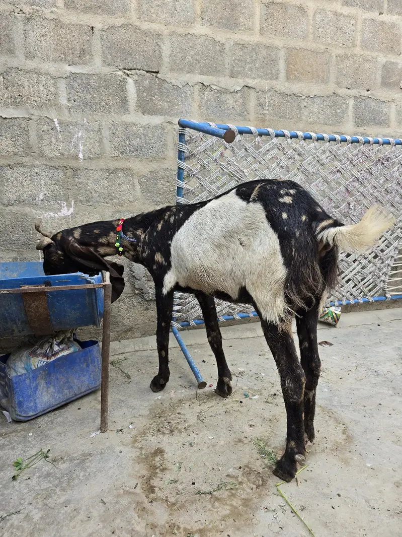 Kamore Gabban Tayar barrier hai 03152434020 — photo 5