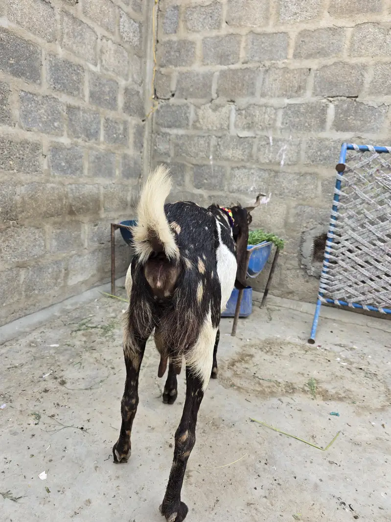 Kamore Gabban Tayar barrier hai 03152434020 — photo 6