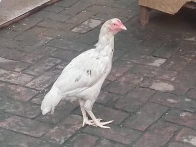 Aseel Hen
