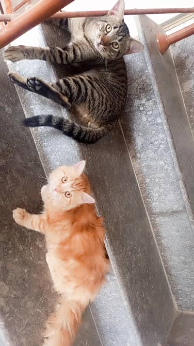 beautiful Persian cat with male cat free