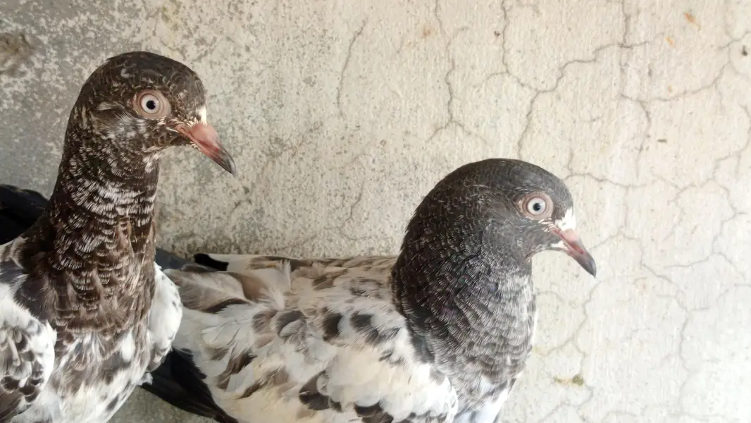 mian nazeer teddy — photo 2