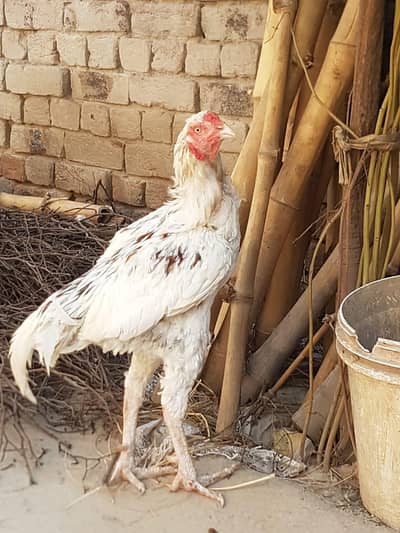 chena murga behtreen quality