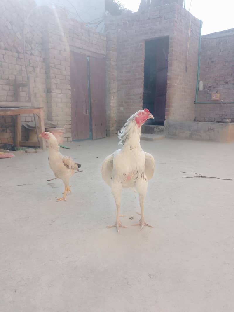 chena murga behtreen quality 1