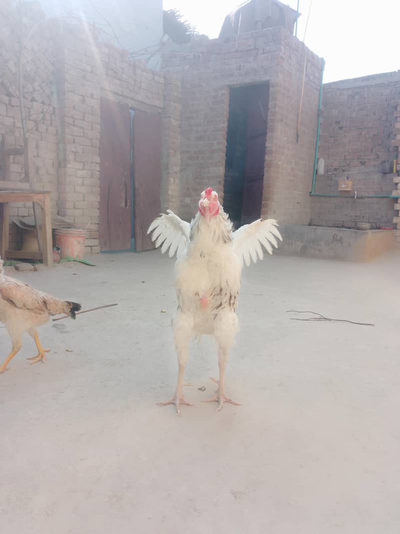 chena murga behtreen quality 2