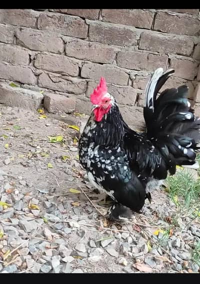 Fancy chicks for sale