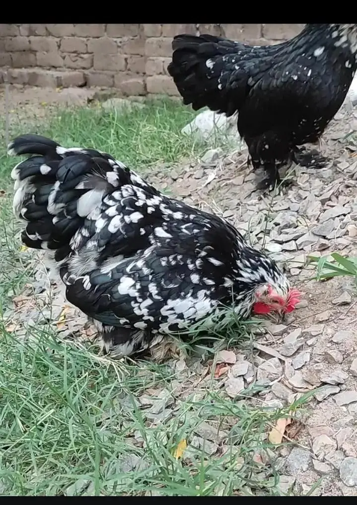 Fancy chicks for sale — photo 2