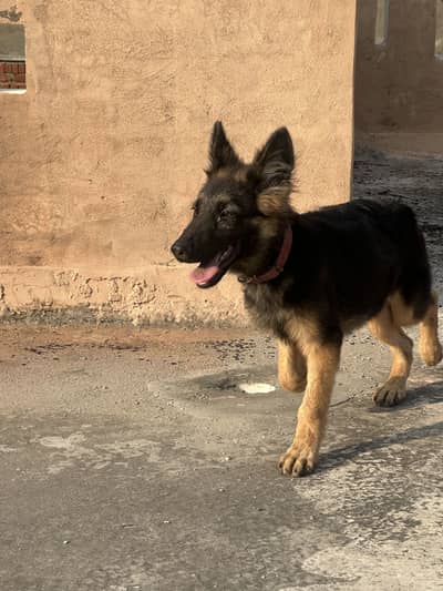 GERMAN SHEPHERD
