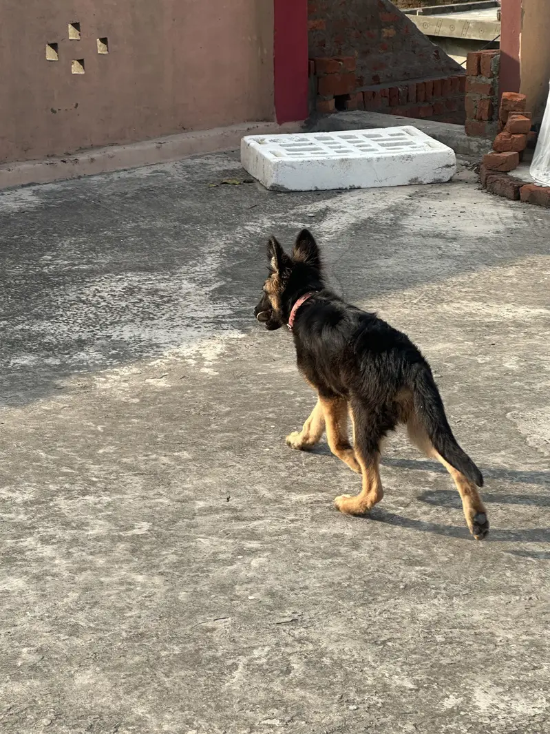 GERMAN SHEPHERD — photo 2
