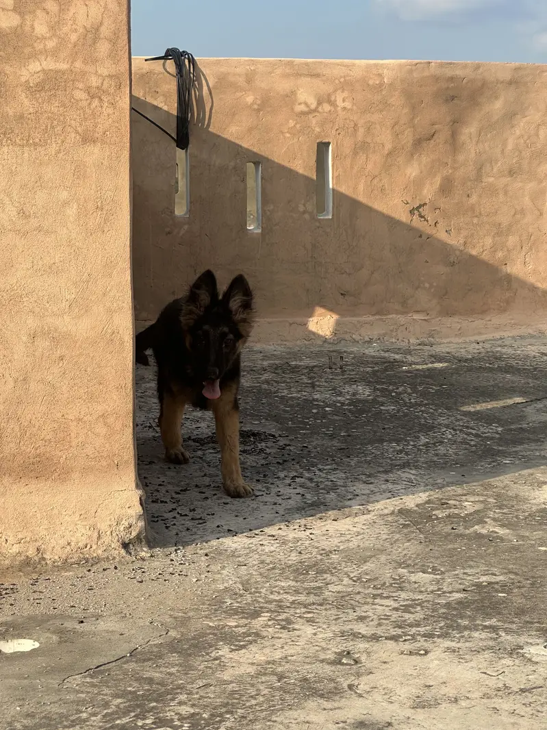 GERMAN SHEPHERD — photo 4