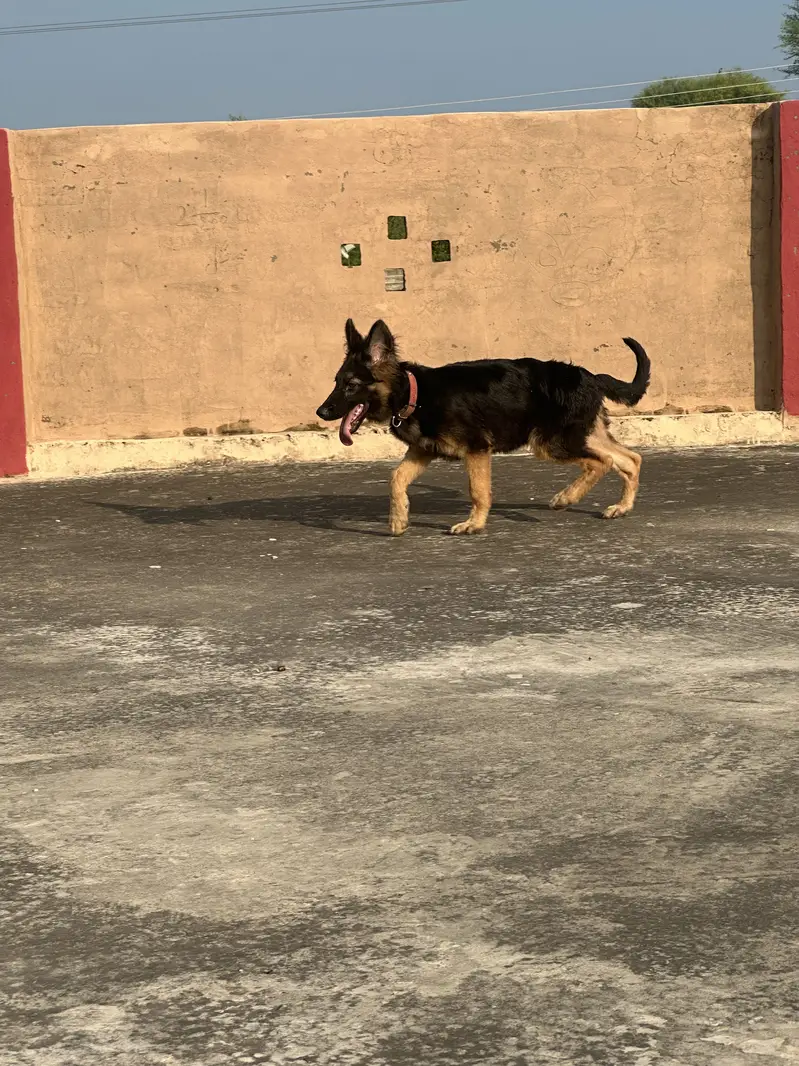 GERMAN SHEPHERD — photo 5