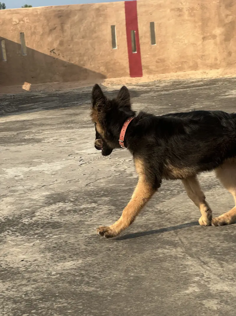 GERMAN SHEPHERD — photo 7