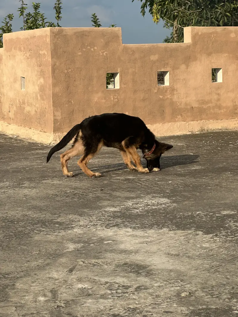 GERMAN SHEPHERD — photo 8